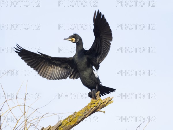 Common Cormorant (Phalacrocorax carbo), adult male in flight, landing on a dead tree branch, Hesse,