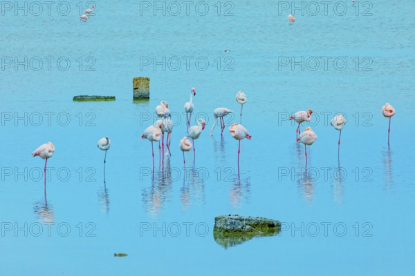 Flamingoes, Vendicari, Noto Valley, Sicily, Italy, Europe