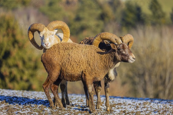 Two snow sheep (Ovis nivicola), or Siberian bighorn sheep stand on a snow covered meadow