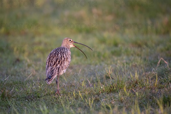 Eurasian curlew (Numenius arquata), calling, Ochsenmoor, Dümmer, Lemförde, Lower Saxony, Germany,