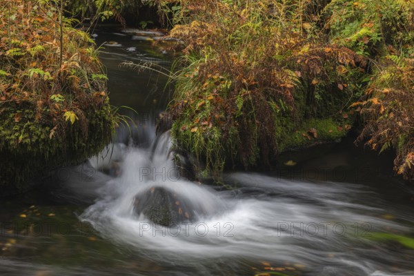 Flowing water with ferns and rocks in the Edmunds Gorge in autumn. River Kamnitz, Hrensko, Ustecky
