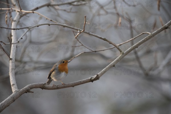 A robin sits on a barren branch surrounded by a chilly winter landscape, Germany, Europe