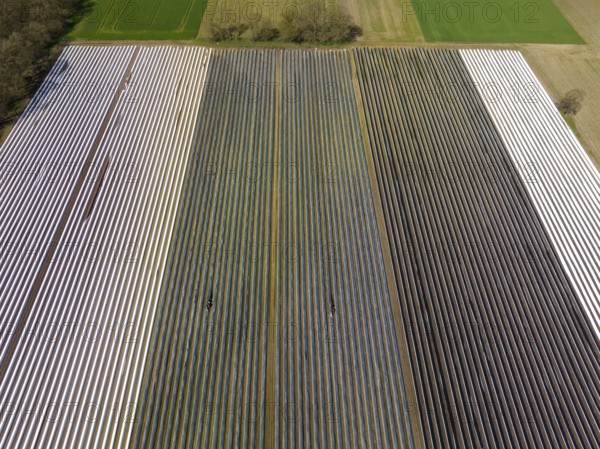 Wesel, North Rhine-Westphalia, Germany, Harvest workers from Eastern Europe harvest the first