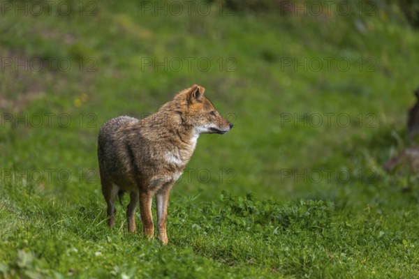 One golden jackal (Canis aureus) standing on green grass on a sunny day