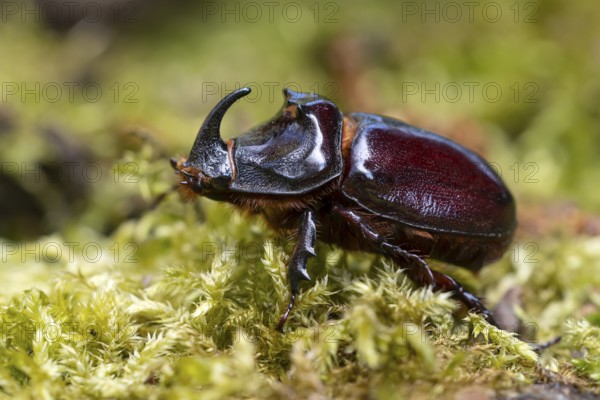 Rhinoceros beetle (Oryctes nasicornis), male, Oberhausen, Ruhr area, North Rhine-Westphalia,