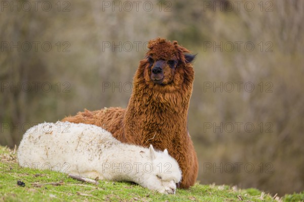 A brown female Alpaca (Vicugna pacos) and its white young rest on a green meadow . A forest is in