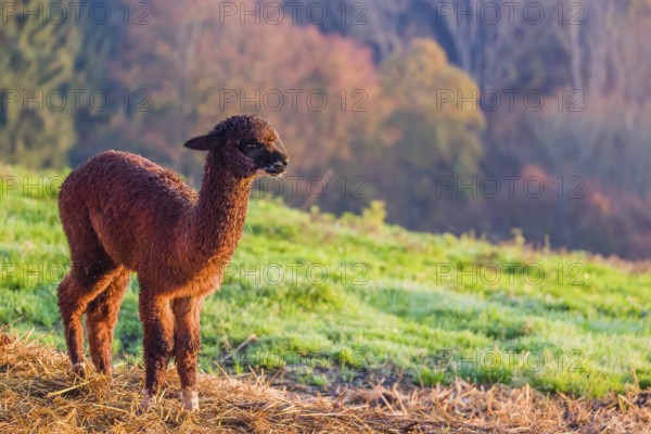 A young brown Alpaca (Vicugna pacos) stands on a green meadow