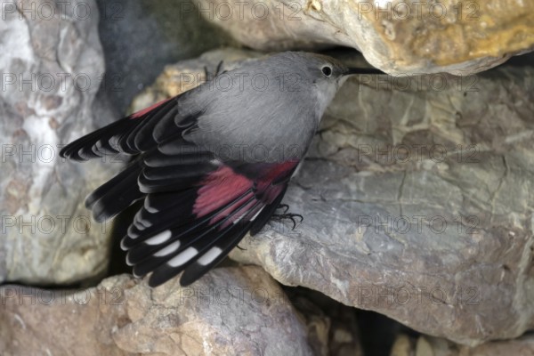 Wallcreeper (Tichodroma muraria), on a rock wall, captive, Alpenzoo Innsbruck, Tyrol, Austria,