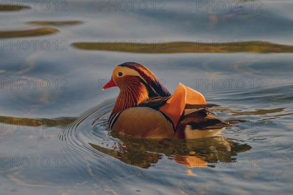 Mandarin duck (Aix galericulata), male, swimming, Hechtsee, Kufstein, Tyrol, Austria, Europe