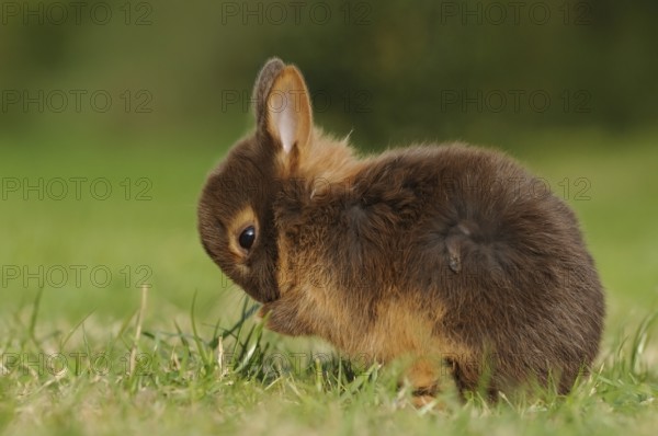 Cute rabbit kitten cleaning itself in the grass, colour dwarf, tan-havana, Bavaria
