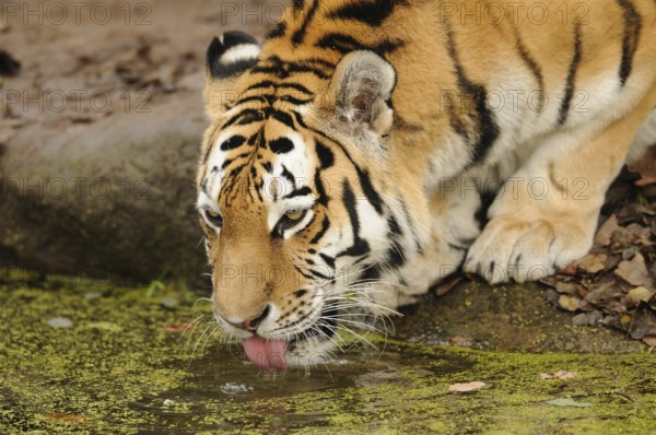 A tiger drinking water from a river in the wild, Siberian tiger (Panthera tigris altaica), captive,