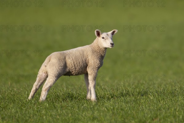 Domestic sheep (Ovis aries) juvenile baby lamb farm animal in a grass field in springtime, England,