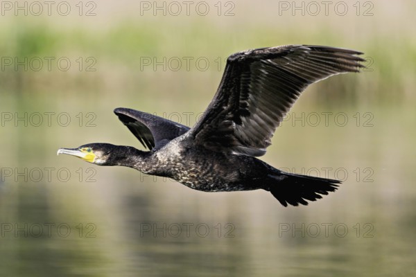 Cormorant (Phalacrocorax carbo), in flight, shallow lake, nature reserve, Reuss valley, Canton
