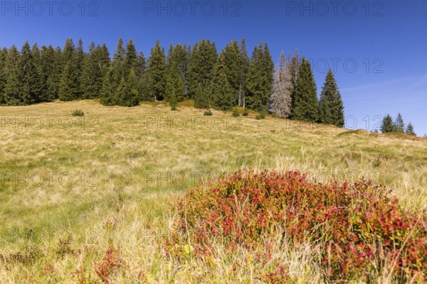 Autumn in the high moor of Amden, St. Gallen, Switzerland, Europe