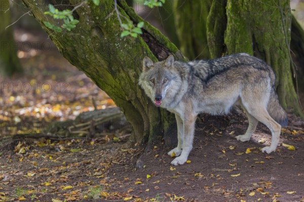 One adult male eurasian gray wolf (Canis lupus lupus) standing in front of an old split tree at a