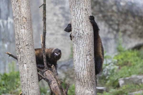 Two wolverine, (Gulo gulo), playfighting in a tree. A grey cliff and some rocks and green