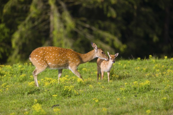 One female Manchurian sika deer or Dybowski's sika deer (Cervus nippon mantchuricus or Cervus