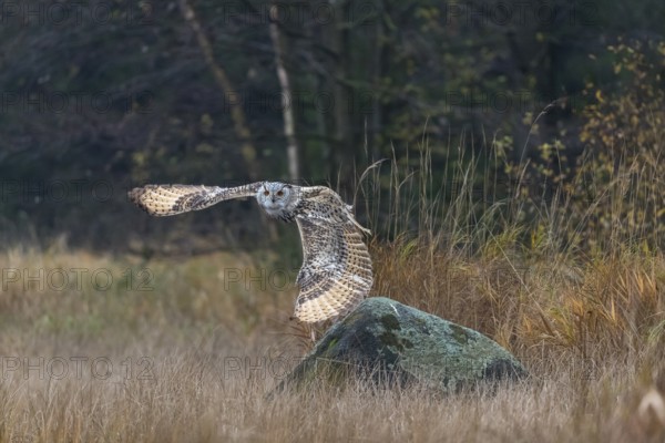 One Siberian Eagle Owl (Bubo bubo sibiricus) flying over tall reed grass lakeshore on an autumnal