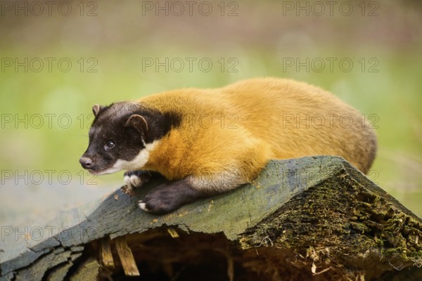 Yellow-throated marten (Martes flavigula) on an old tree trunk, Germany, Europe
