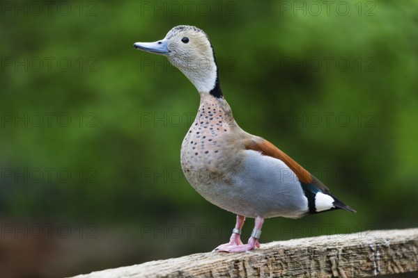 Ringed Teal (Callonetta leucophrys), male duck perched on a wooden bridge, calling, captive, Hesse,