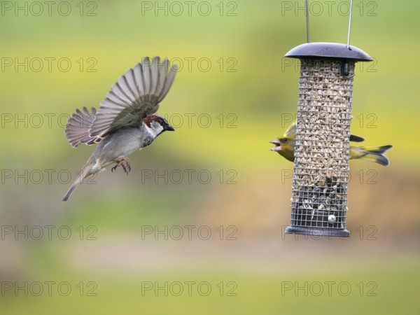 Greenfinch (Carduelis chloris) and male House Sparrow, (Passer domesticus), squabbling at feeding