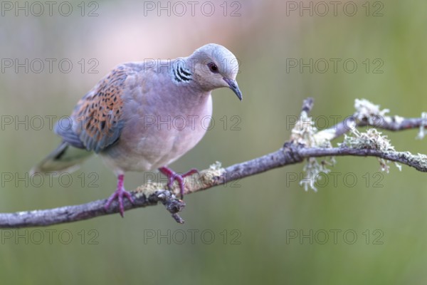 Turtle dove (Streptopelia turtur), Castilla-La Mancha, Spain, Europe