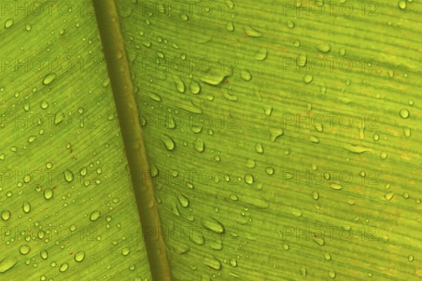 Close-up of a banana leaf with fine lines, distinctive texture and water droplets