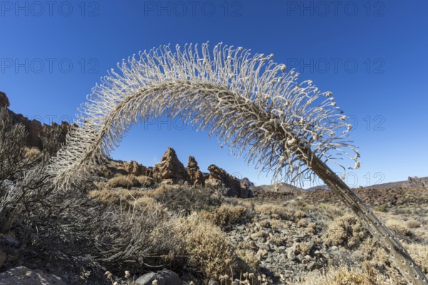 Echium wildpretii (Echium wildpretii), Caldera de las Cañadas, a huge volcanic caldera, Teide