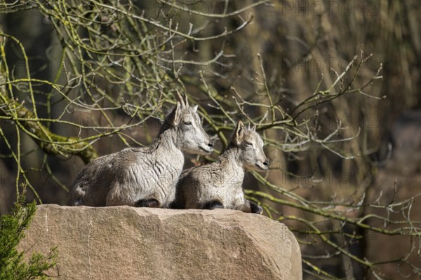 Two Bharal (Pseudois nayaur) lying on a rock on a sunny day in spring, captive, Germany, Europe