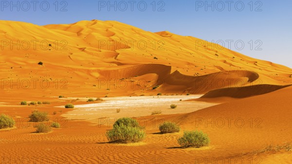 Wind-sculpted curved sand dunes with green vegetation, in the Rub al Khali desert, Dhofar province,