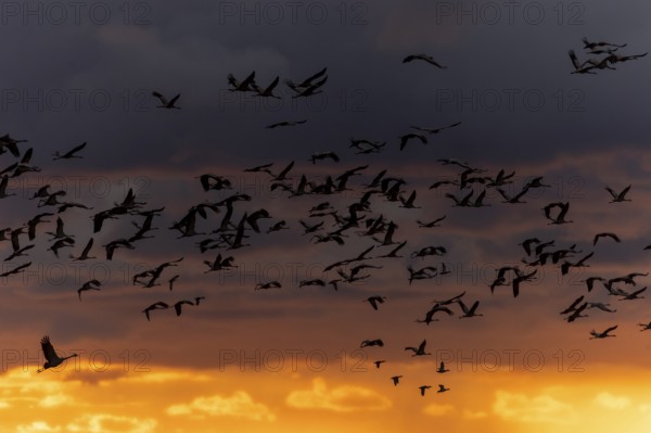 Crane flies in impressive sunset light, silhouettes stand out, crane (Grus grus) wildlife, Western