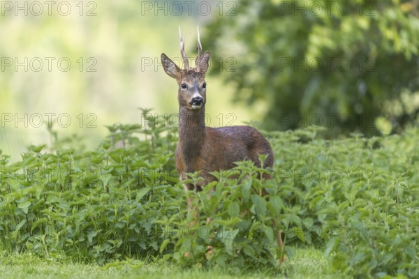 One male Roe Deer, Roe buck (Capreolus capreolus), standing in a thicket of stinging nettle. Some