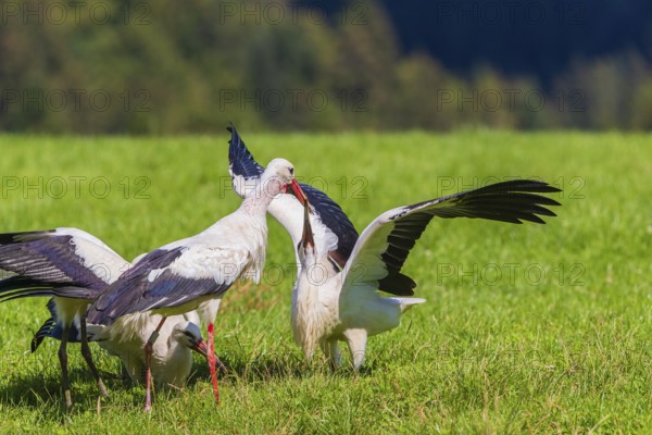 A white stork (Ciconia ciconia) family on a green meadow. One adult stork feeds a young