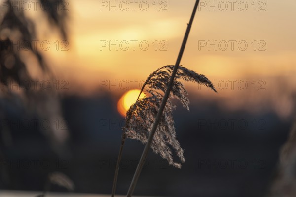 Gentle light of a sunset with silhouettes of reeds against an orange sky, Germany, Europe