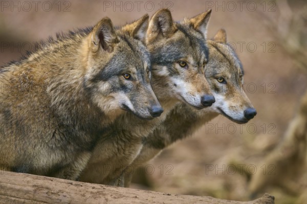 Wolf (Canis lupus), Three wolves looking attentively in the same direction in the forest, Germany,