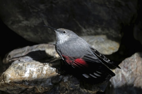 Wallcreeper (Tichodroma muraria), on a rock wall, captive, Alpenzoo Innsbruck, Tyrol, Austria,