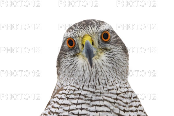 Eurasian goshawk (Astur gentilis, Accipiter gentilis) close-up portrait of young sub-adult female