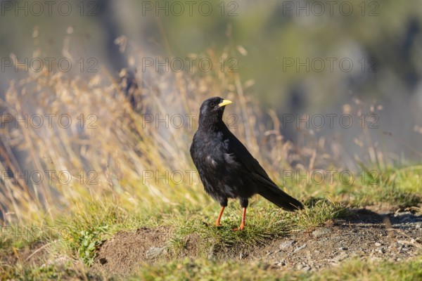 One young Alpine chough or yellow-billed chough (Pyrrhocorax graculus) stands on grass in the