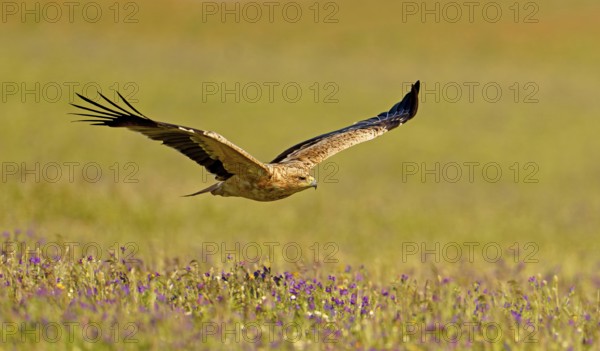 Young Spanish imperial eagle (Aquila adalberti), in flight, early morning, central Spanish steppe,