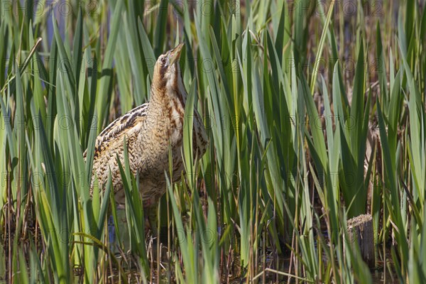 Eurasian or Great bittern (Botaurus stellaris) adult bird in a reedbed, England, United Kingdom,