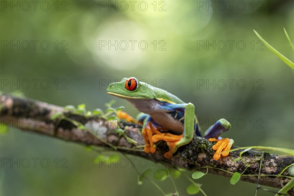 Red-eyed tree frog (Agalychnis callidryas), frogs (Rana), Alajuela, Costa Rica, Central America