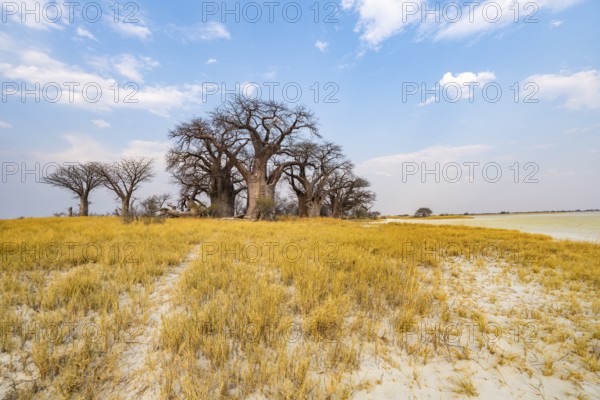 Babobabs on the edge of a salt pan, Baine's Baobabs, Nxai Pan National Park, Botswana, Africa