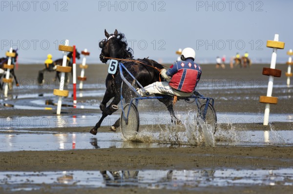 Horse with sulky, trotter, horse-drawn carriage, trotting race in the mudflats, Duhner Wattrennen