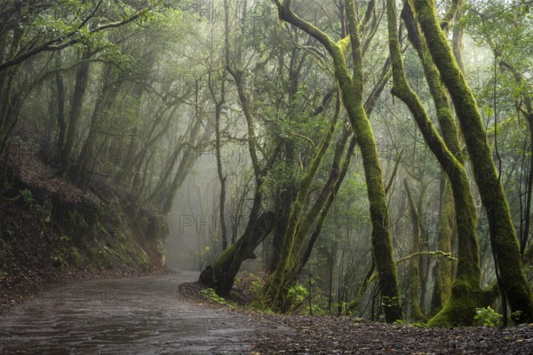 Hiking trail in the cloud forest. Laurel trees with moss and lichen. Foggy weather. Garajonay