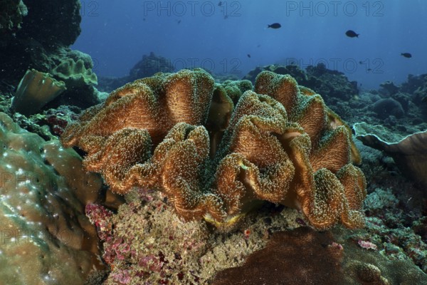 Mushroom leather coral (Sarcophyton glaucum), dive site Crystal Bay, Nusa Ceningan, Nusa Penida,