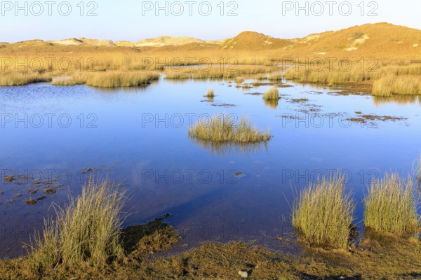 Groundwater forms small ponds in the dune landscape in Norderney, Lower Saxony, Germany, Europe
