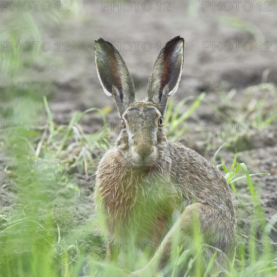 European hare (Lepus europaeus) sitting on a freshly harrowed field, looking into the camera, North