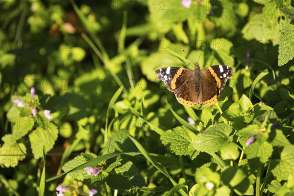 Butterfly Admiral (Vanessa atalanta), female, juvenile form