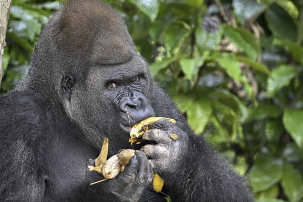 Western lowland gorilla (Gorilla gorilla gorilla) eating a banana, male animal, Silverback, Réserve