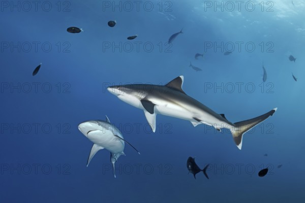 Silvertip shark (Carcharhinus albimarginatus), in blue water, downturned pectoral fins indicate